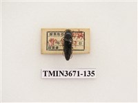 藏品(叩頭蟲(2))的圖片